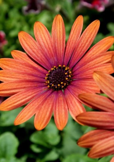 Have You Tried African Daisy in Your Flower Borders?