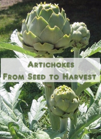 How to Grow Artichokes 