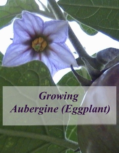  How To Grow Aubergine 