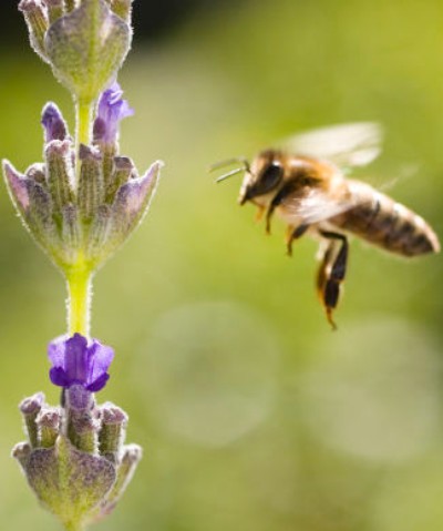 5 Tips On Planting a Bee Friendly Garden. 