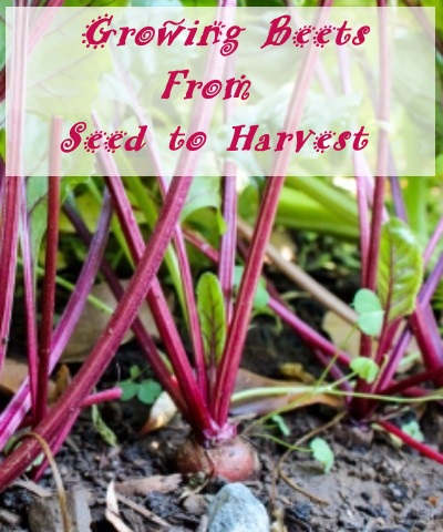 How to Grow Beets 
