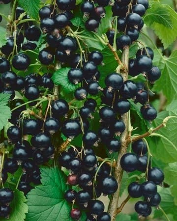 How To Cultivate Black Currants 