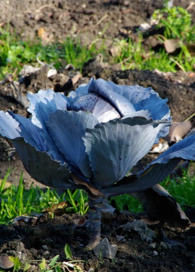  Planting Organic Cabbage Seeds For Spring and Fall Harvest 