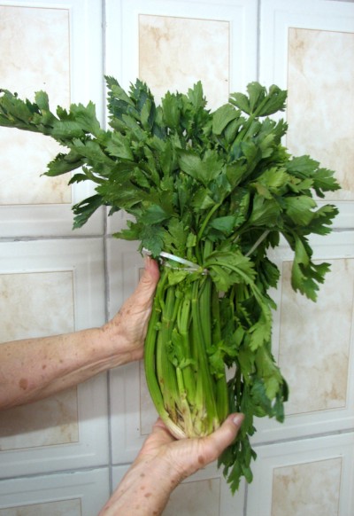  How to Grow Celery 