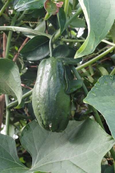  How to Grow Chayote 