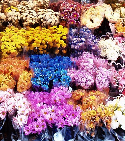 Types of Chrysanthemum Flowers 