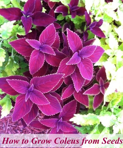 How to Grow Coleus From Seeds