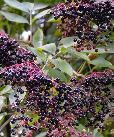 Elderberry - The Salutary Plant Used For Centuries 