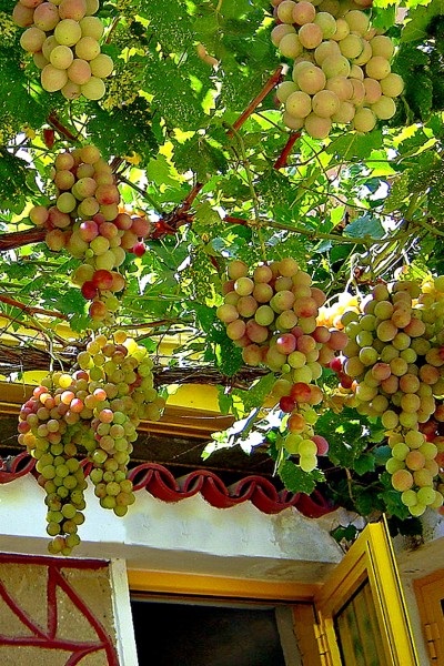 Info For Grape Growers - Here you will find a couple of links to sites with good solid information about how to grow grapes.
