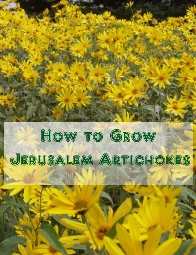 How to Grow Jerusalem Artichokes 