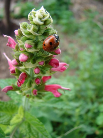 Ladybugs Can Be a Gardener's Best Friend 