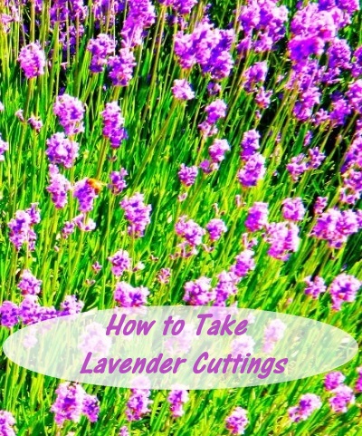 How to Take Lavender Cuttings - Choose a few healthy non-flowering shoots from this year's growth and follow these few easy steps. 