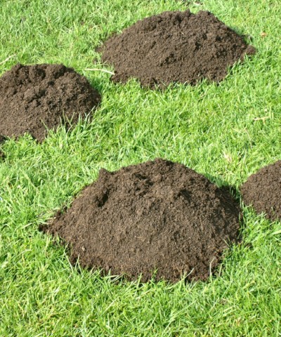 Mole Control - Keeping Your Lawn And Garden Beautiful 