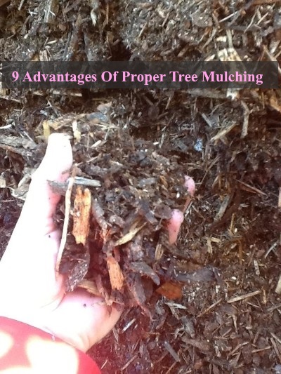  9 Advantages Of Proper Tree Mulching 
