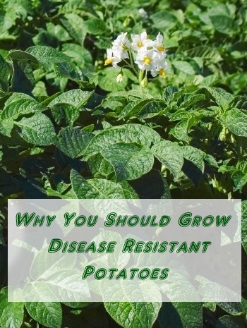 Why You Should Grow Disease Resistant Potatoes 
