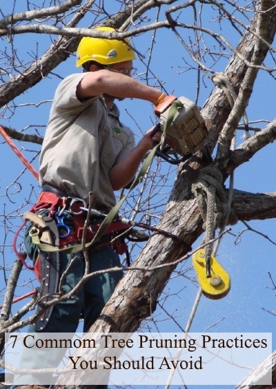  7 Common Tree Pruning Practices You Should Avoid 
