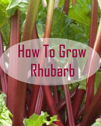 How to Grow Rhubarb 