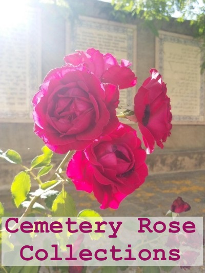 Cemetery Rose Collections