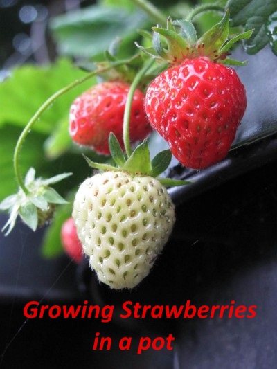  How to Grow Strawberries in a Pot 