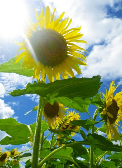 Secrets to Growing Large Sunflowers