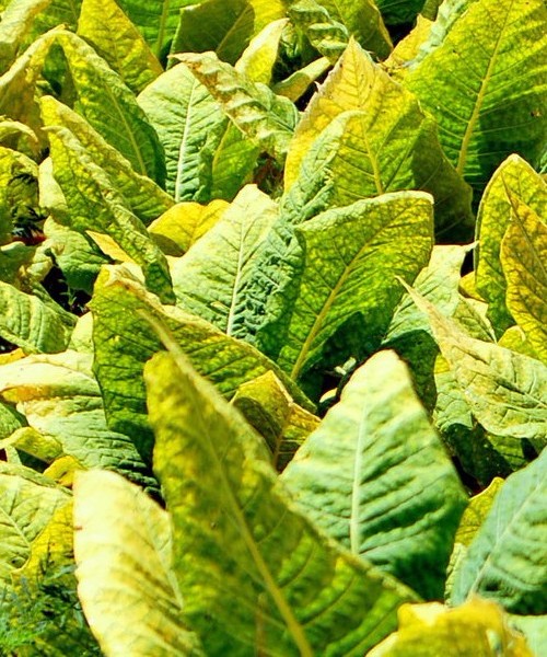 The Tobacco Plant - If you keep on smoking, maybe it is not a bad idea to grow your own tobacco 