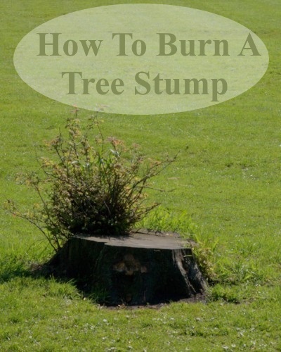 Guide to Burning Tree Stumps 