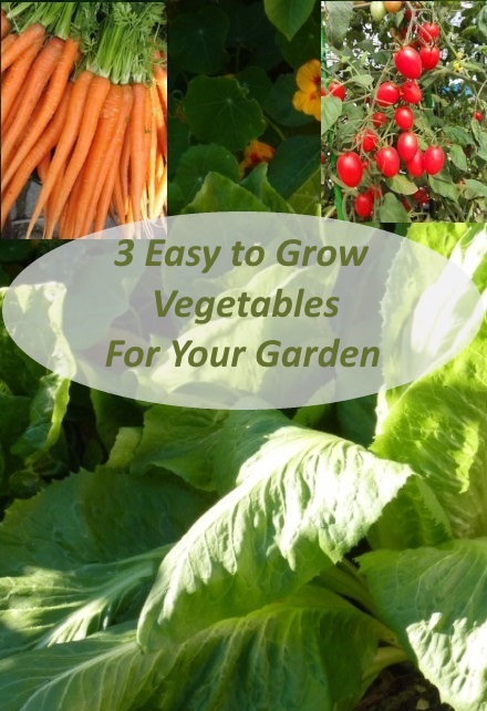 3 Easy To Grow Veggies For Your Garden 