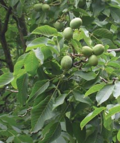 Walnut Tree Cultivation