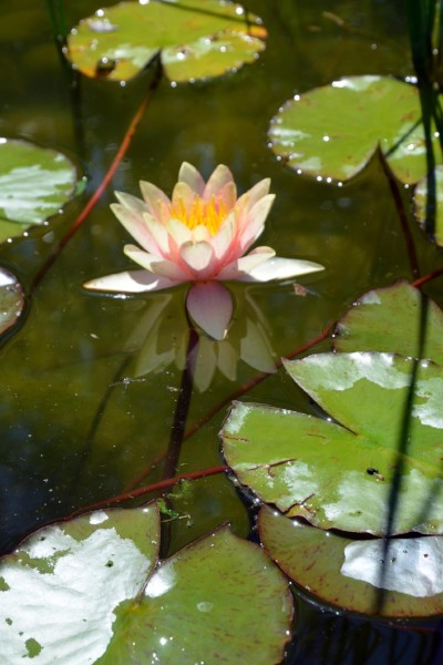  Growing Water Lilies And Water Lily Care 
