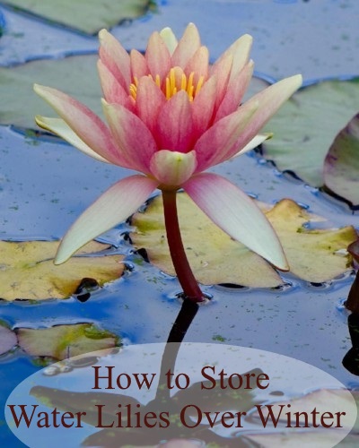  How To Store Water Lilies Over Winter 