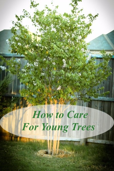 How to care for young trees